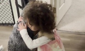 Dog Hugs Toddler Like A Human