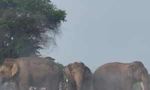 Elephants Standing in Trash Piles on Fire