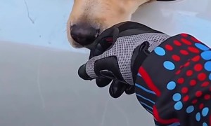 Motorcycle Rider Stops to Pet Dog