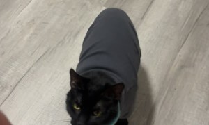 Today Is the Day You See a Cat Do Tricks