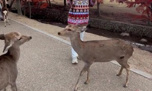 Two Deer Fight For Tourist's Treats