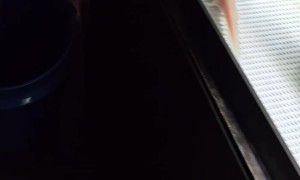 Axolotl Gets an Earthworm Stuck in It's Gill