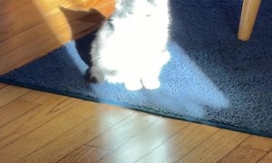 Kitten Fully Illuminated By Sunshine