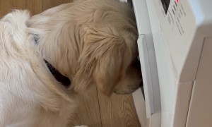 Not Impressed We Have Washed His Favorite Toy