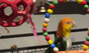 Yoshi the Parrot Loves the Electric Toothbrush