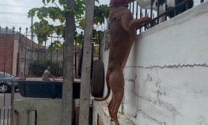 Dog Scales Wall To Say Hello To Cat Friend