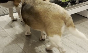 Beagle Pair Prewash Dishes