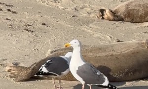 Seagull Bites Seal's Privates