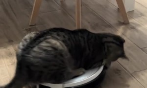 Cat Likes Riding on the Vacuum