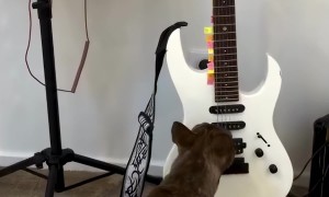 Gigi the Frenchie Playing Guitar