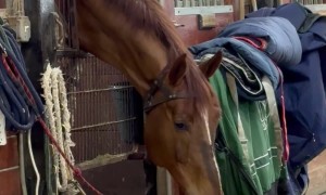 Horse Nuzzles Labrador