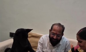 Dog Joins the Cake Cutting