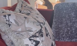 Cat Boxing a Cardboard Box