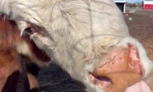 Hereford Cow's Ineffective Drinking Method