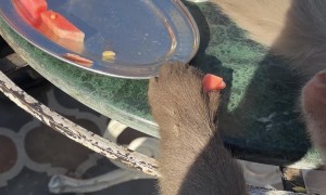 Monkey Steals From Man's Plate