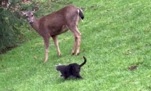 Cat Sammy And His Deer Herd Crew
