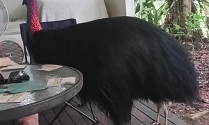 Cassowary Cools Off With Shared Fan
