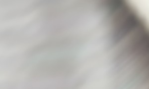 This Cat Loves Road Trips