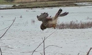 Kestrel Hovers Skillfully in Strong Wind