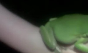 Campers Fawn Over Giant Tree Frog