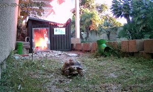 Tortoise Makes Speedy Getaway From Shed Fire