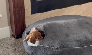 Dachshunds Cozy in Their Custom Made Bed