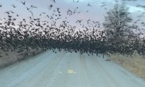 Parting the Bird Sea