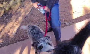 Leashed Emu Takes A Hike