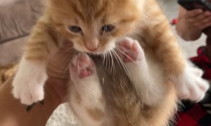 Kitten Scrunches And Air Biscuits