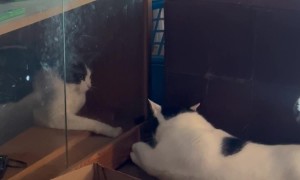 Locked Out of the Kitty Club House