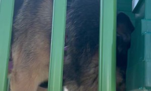 German Shepherd Launches Off Swirly Slide