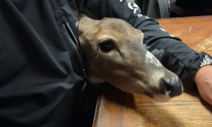 Maggie the Deer Demands Her Bean