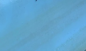 Mafia Ant Sends Bug to Sleep With the Fishes