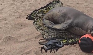 This Sea Lion Knows a Thing or Two About Comfort