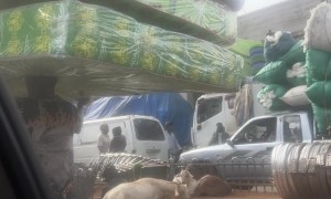 Man Carries Stack of Mattresses on His Head