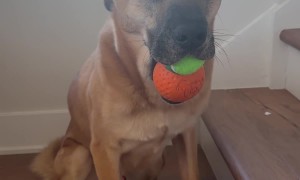Double Tennis Balls!