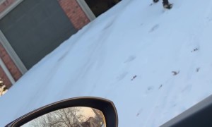 Valentine Falls For Love