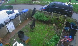 Dogs Take Advantage of Open Gate