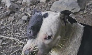 My Dog Messed With the Wrong Animal