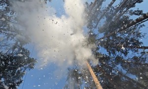 Making Snow Fall in the Forest