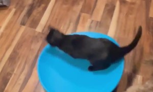 Cat on a Spinning Chair