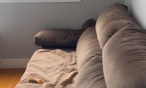 You Leave for 30 Minutes and Your Dog Tries to Drink Your Wine