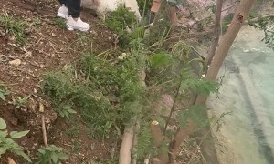 Family Helps Rescue Dog Out of River