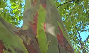 Rainbow Eucalyptus Tree