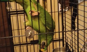 Cute Yellow-Crowned Amazon Parrot Singing
