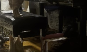 Orange Cat's Piano Composition