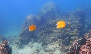 Underwater Painting for Chinese New Year