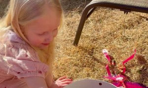 Daughter Flies RC Bird Into Mom's Face