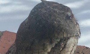 Irritated Owl Slowly Turns Around