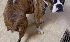 Hungry Boxer Dog Wiggles Booty